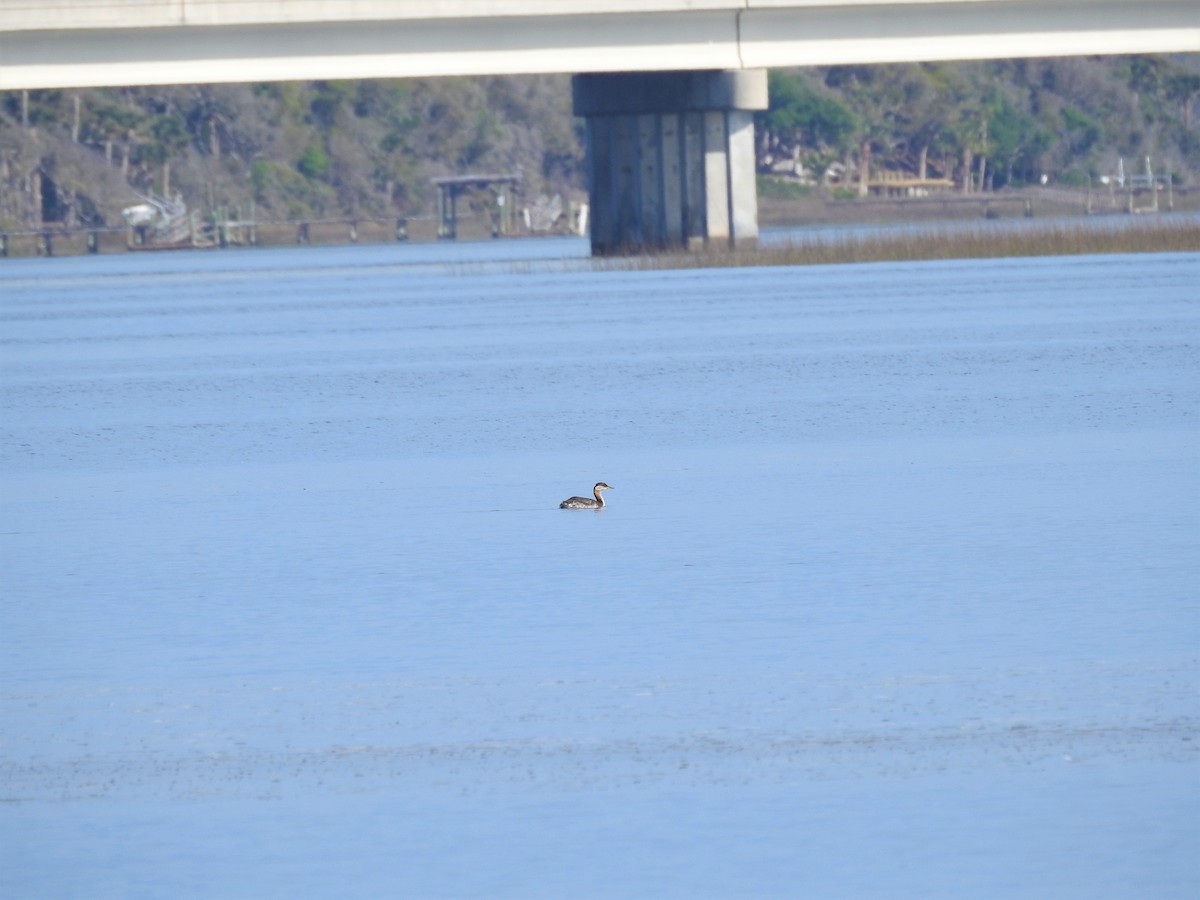 Red-necked Grebe - ML147333441
