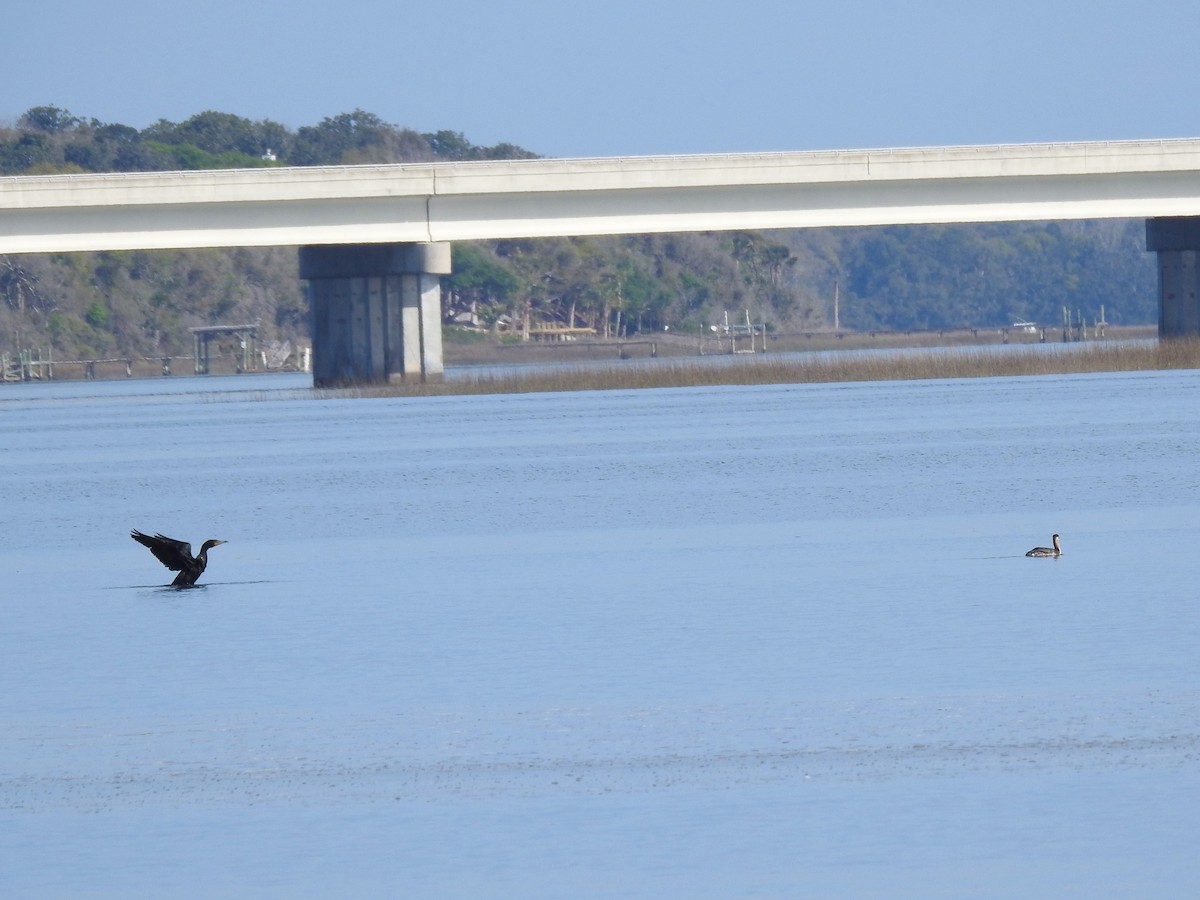 Red-necked Grebe - ML147333551