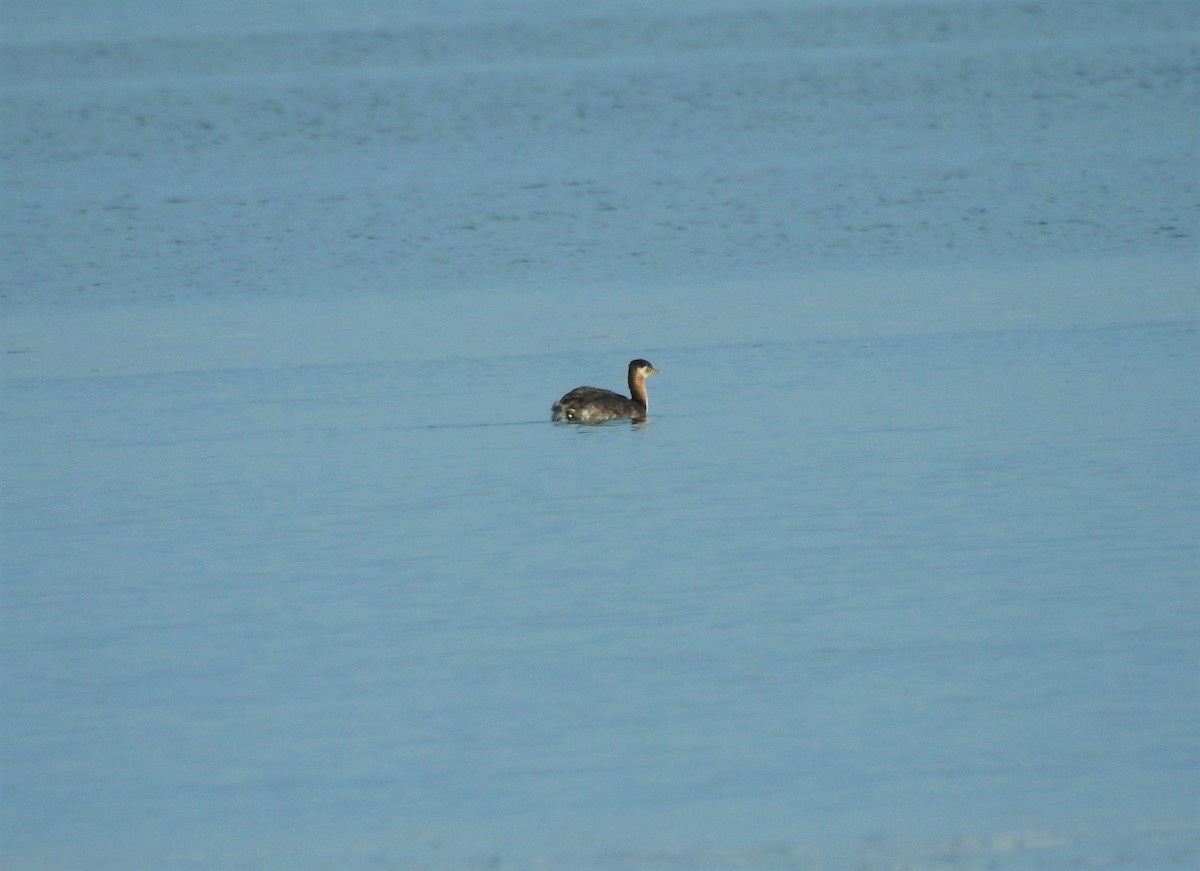 Red-necked Grebe - ML147333651