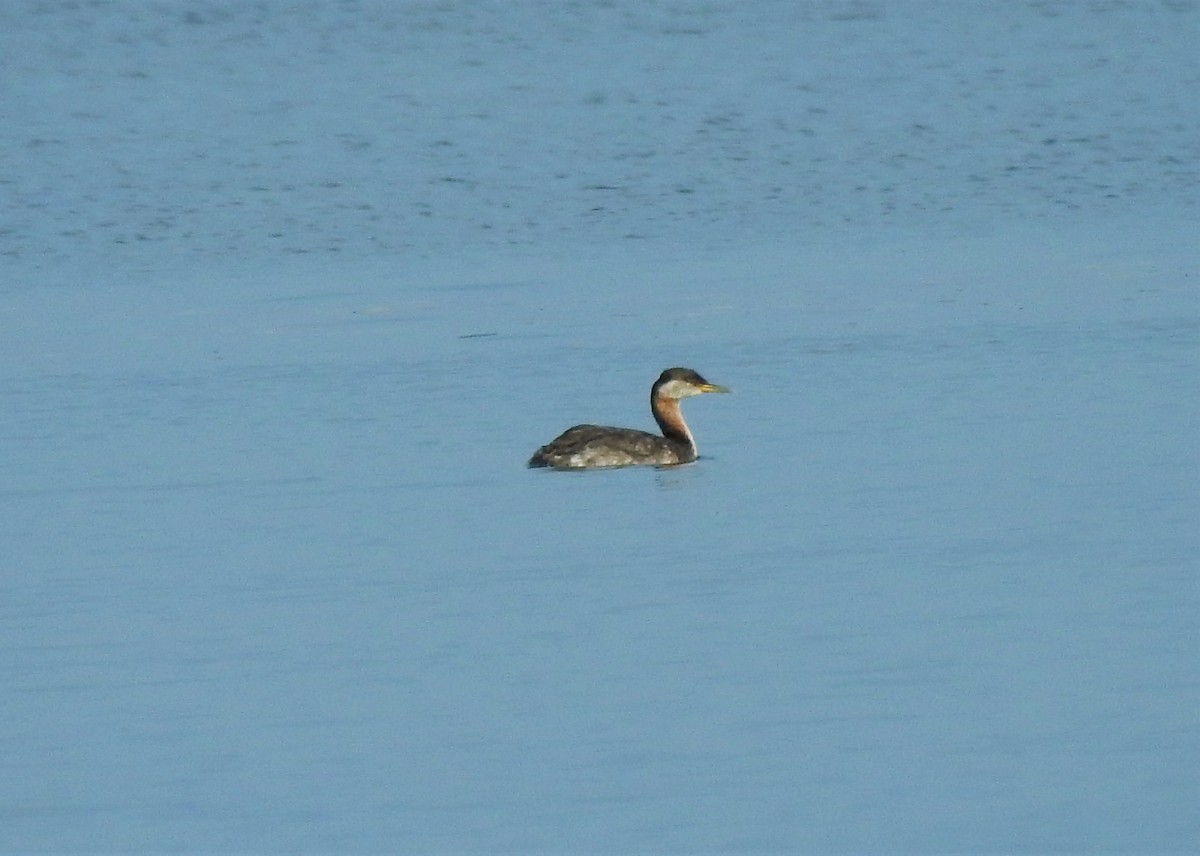 Red-necked Grebe - ML147333771