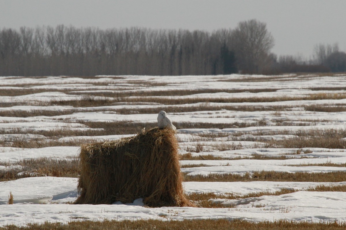 Snowy Owl - ML147333791