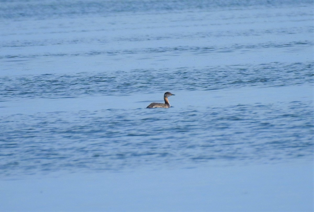 Red-necked Grebe - ML147333841