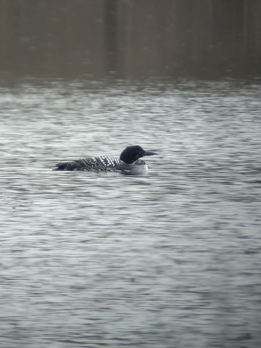 Common Loon - ML147334881