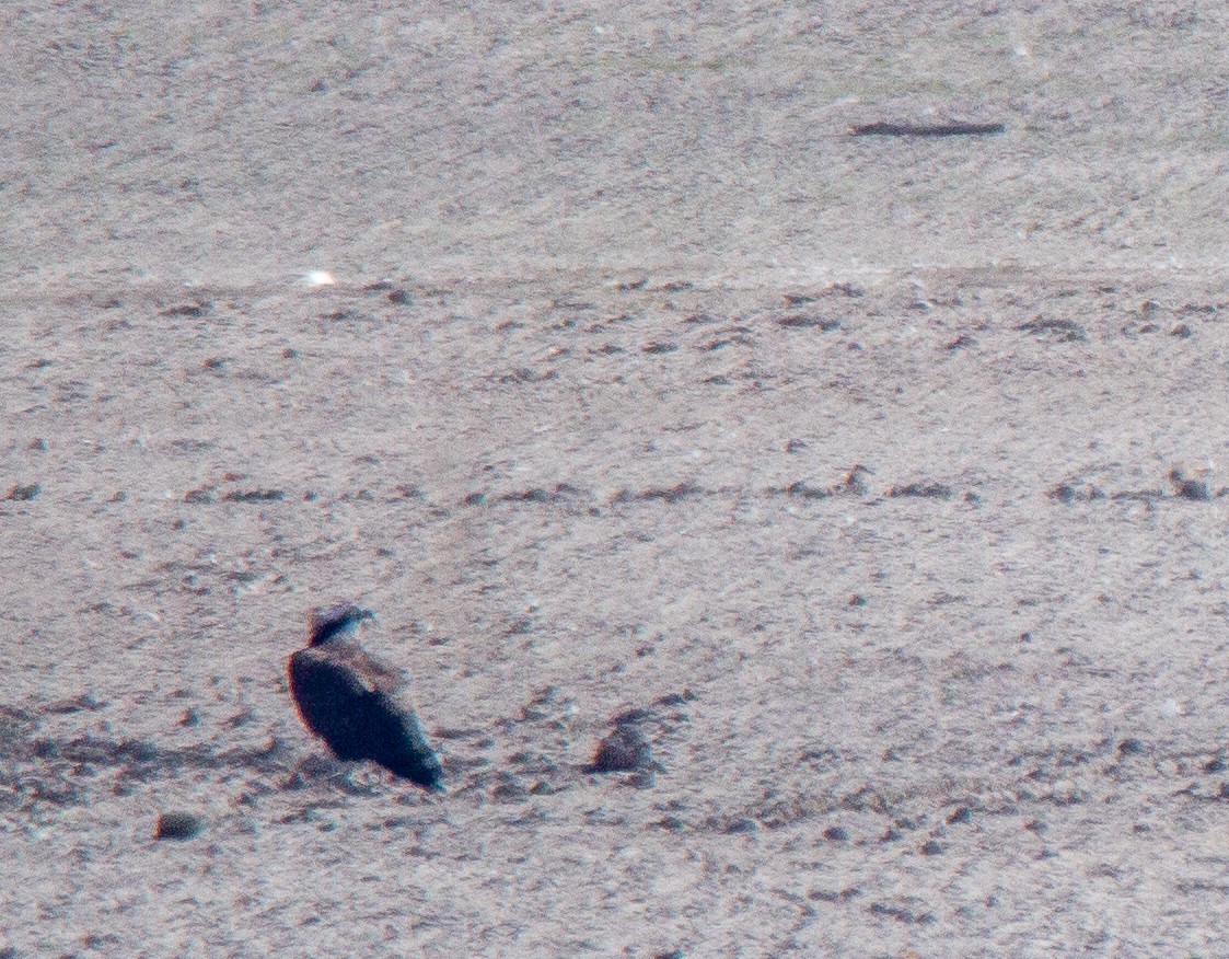 Balbuzard pêcheur - ML147336471