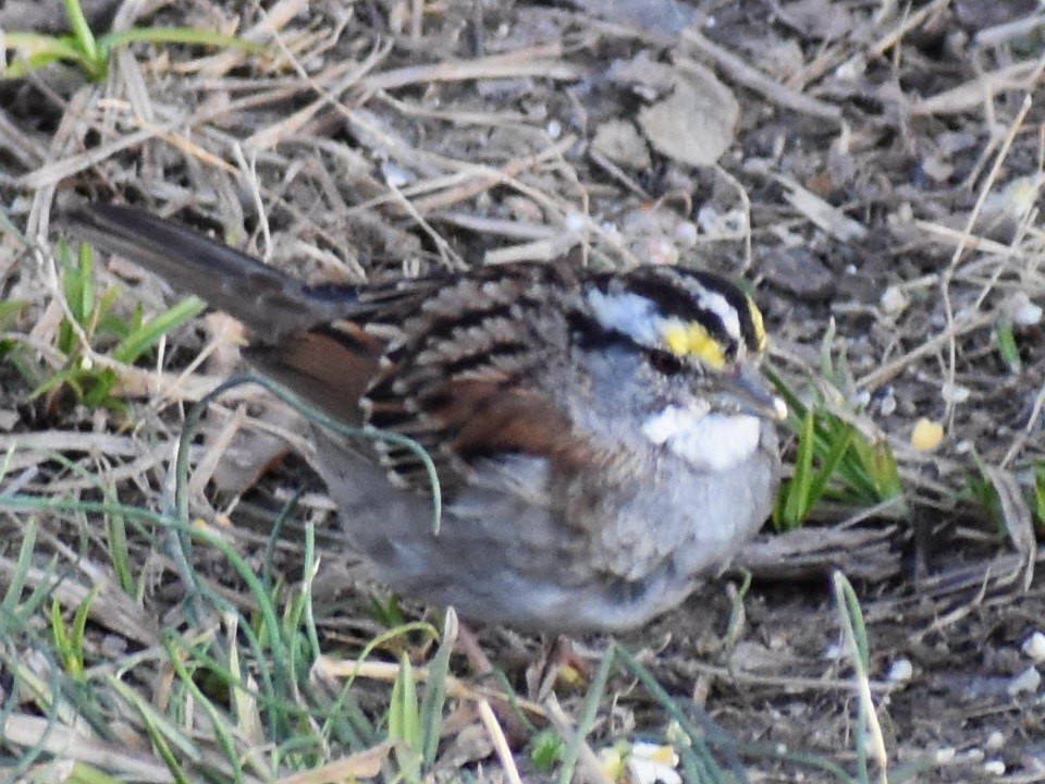 White-throated Sparrow - ML147336481