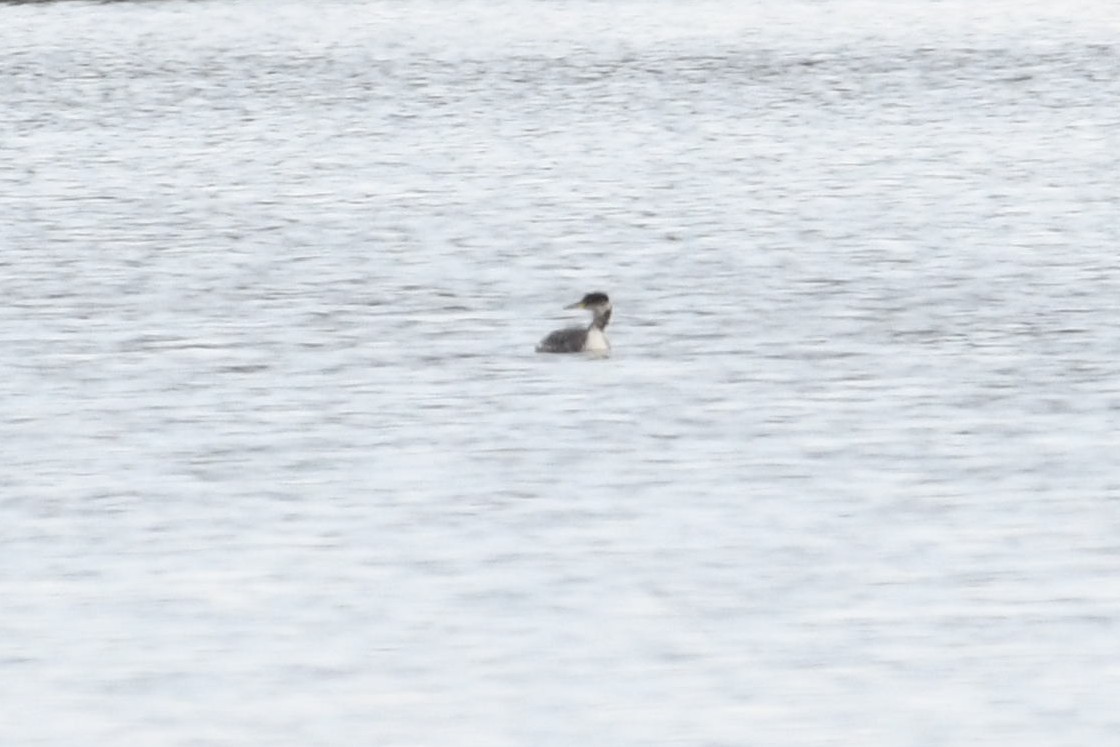 Red-necked Grebe - ML147336991