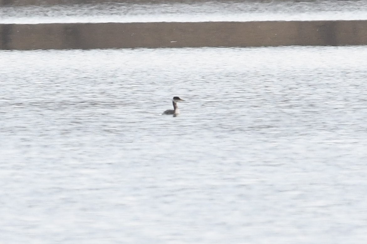 Red-necked Grebe - ML147337001