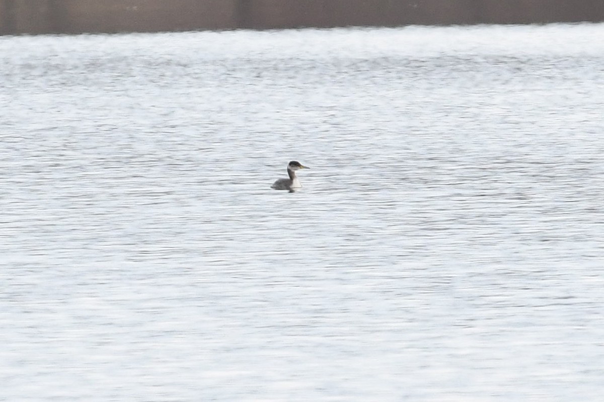 Red-necked Grebe - ML147337011