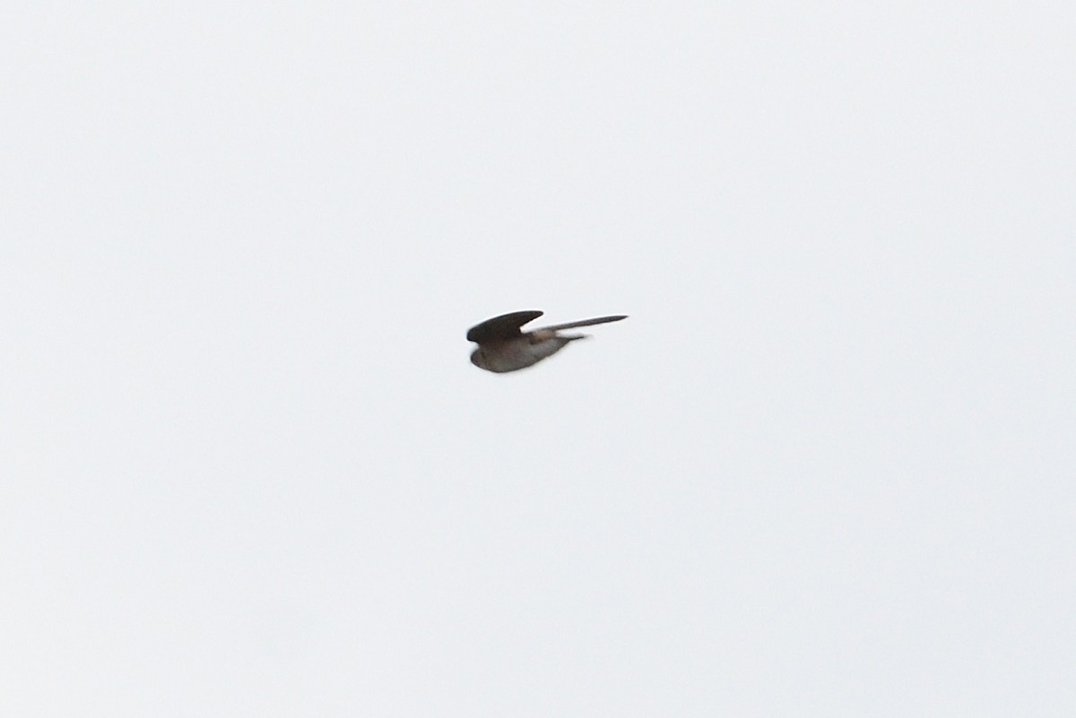 Northern Rough-winged Swallow - ML147337121