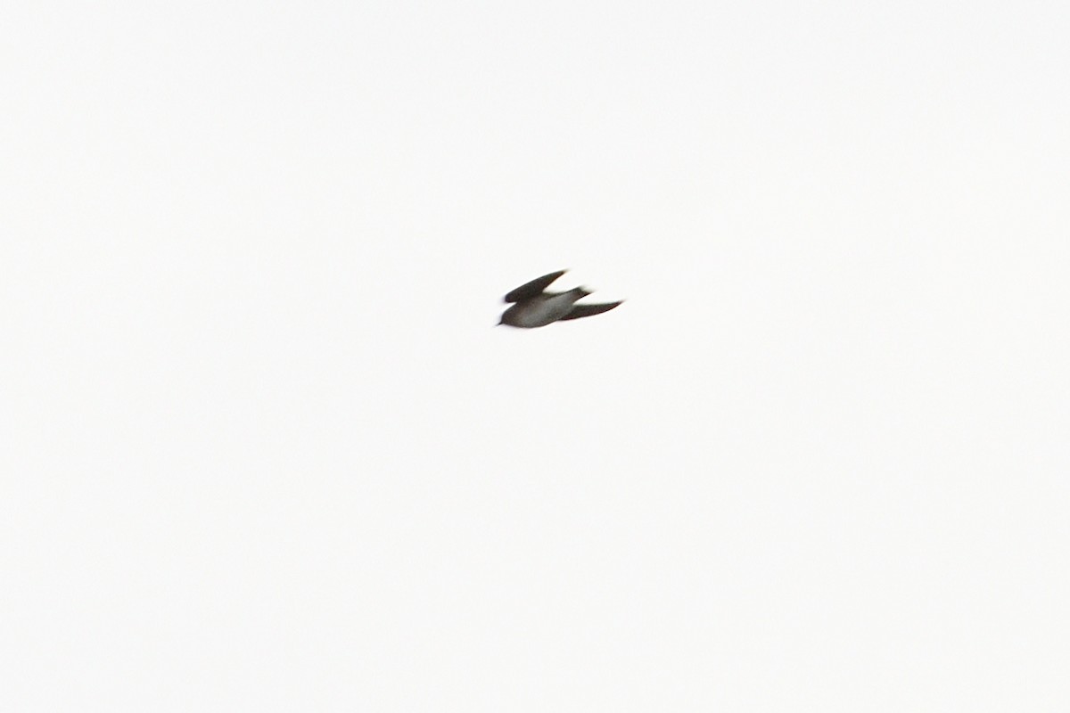 Northern Rough-winged Swallow - ML147337131