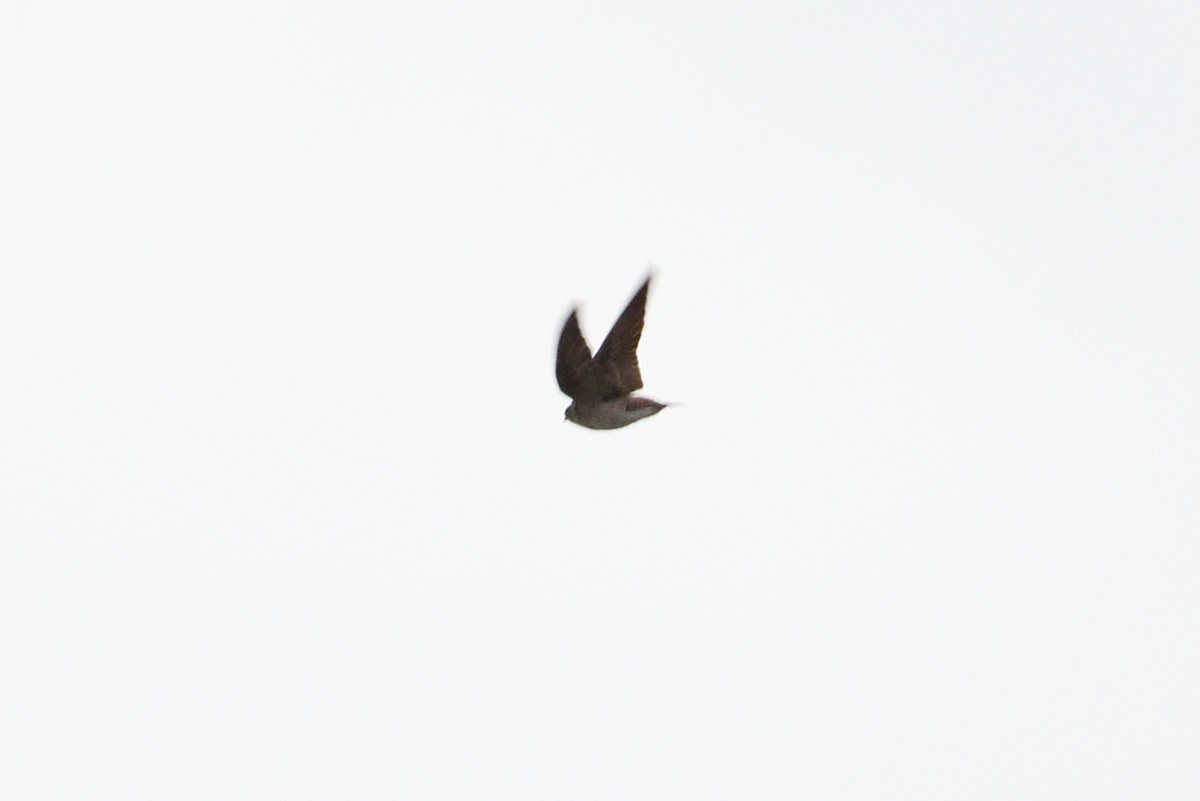 Northern Rough-winged Swallow - ML147337151