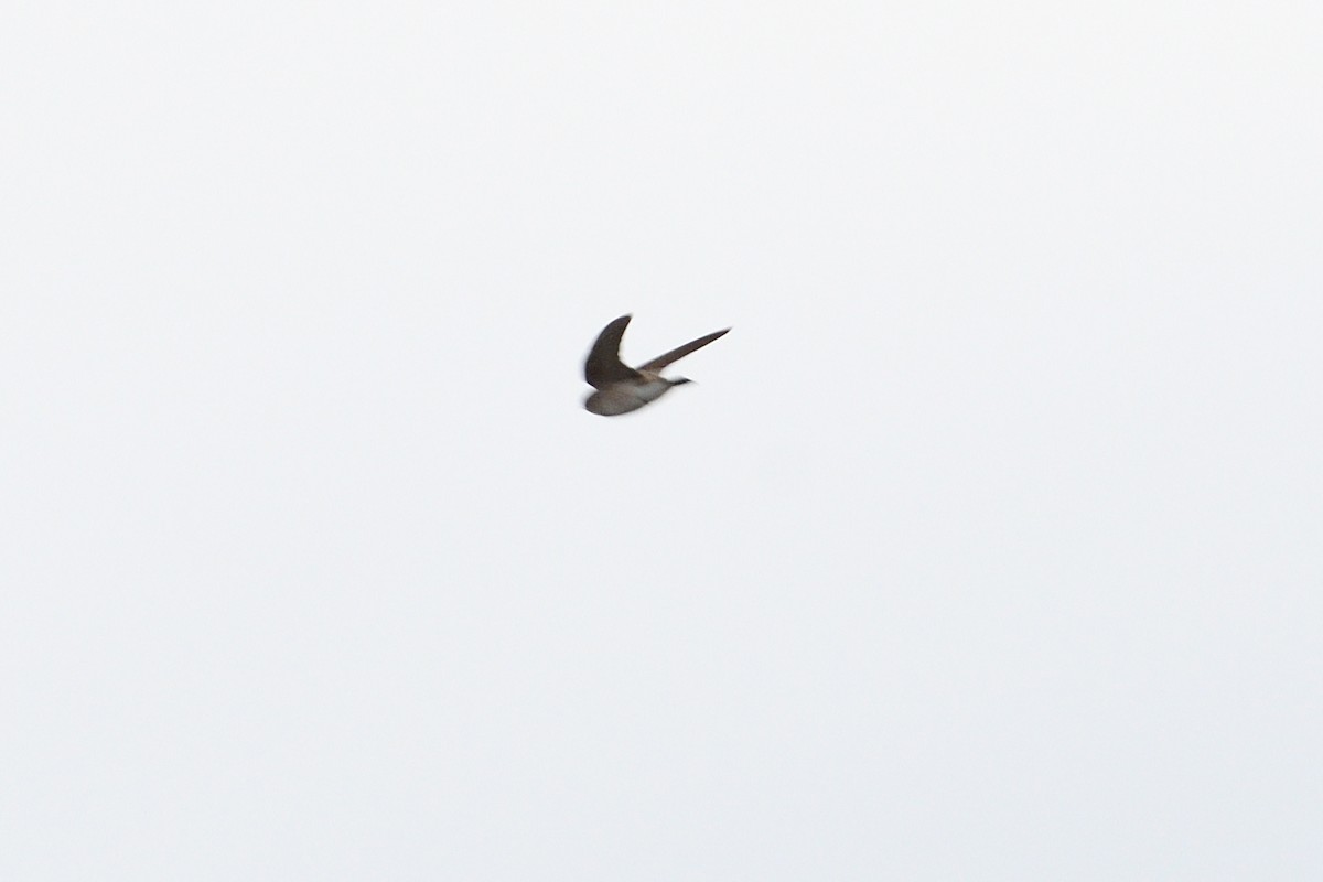 Northern Rough-winged Swallow - ML147337161