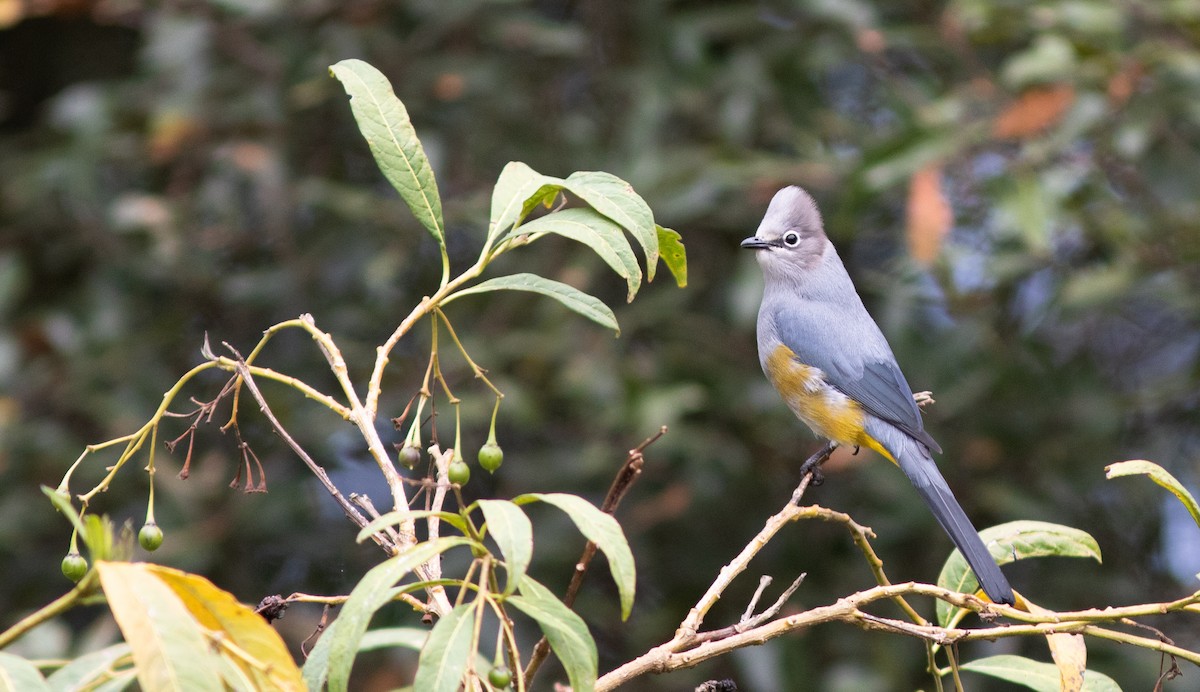 Gray Silky-flycatcher - ML147337751