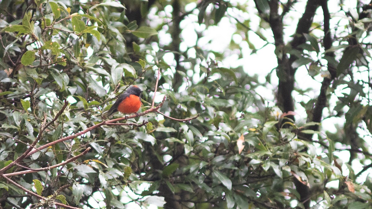 Slate-throated Redstart - ML147337771