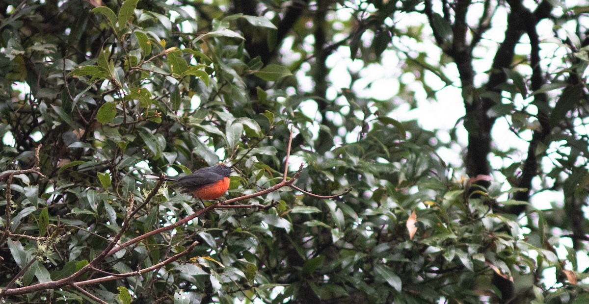 Slate-throated Redstart - ML147337791