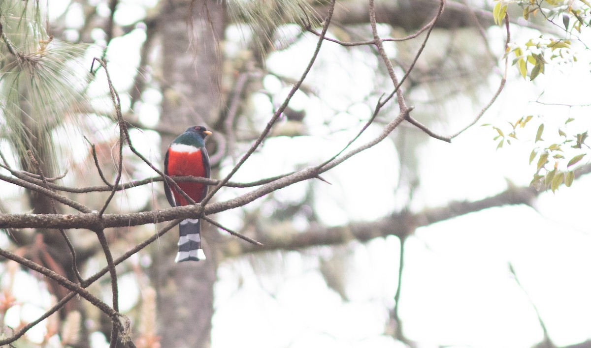 Mountain Trogon - ML147337861