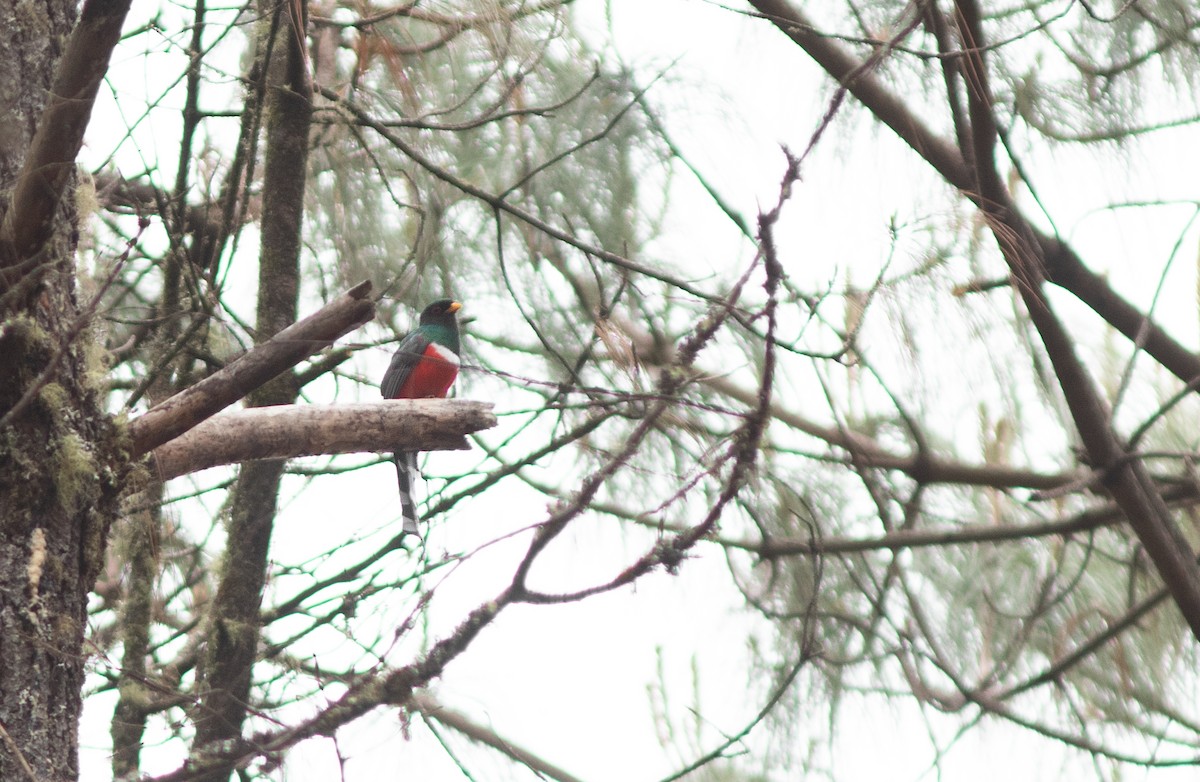 Mountain Trogon - ML147337871