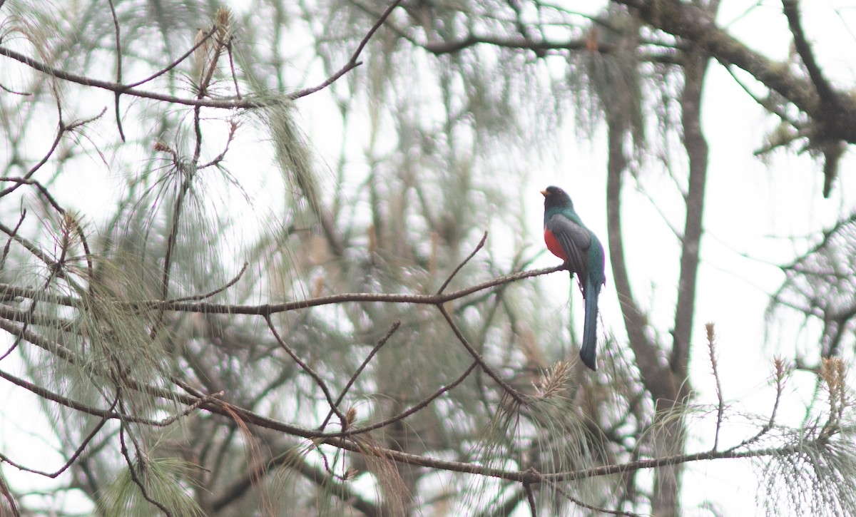 Mountain Trogon - ML147337891