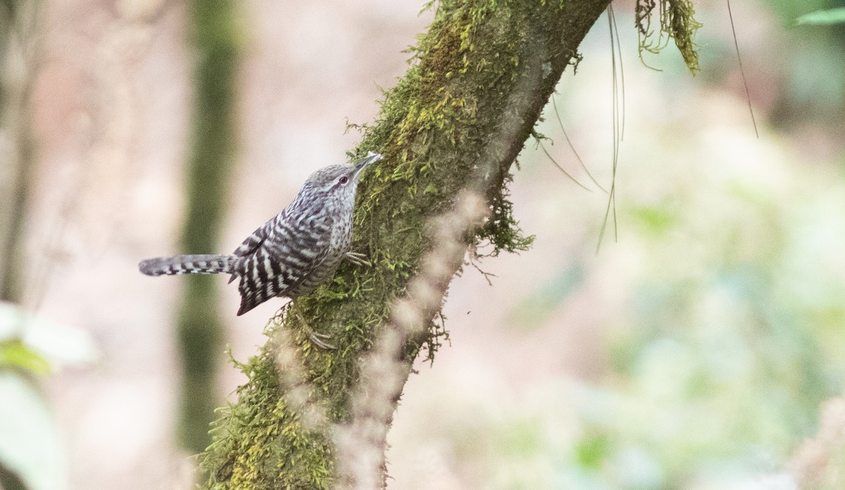 Gray-barred Wren - ML147337941