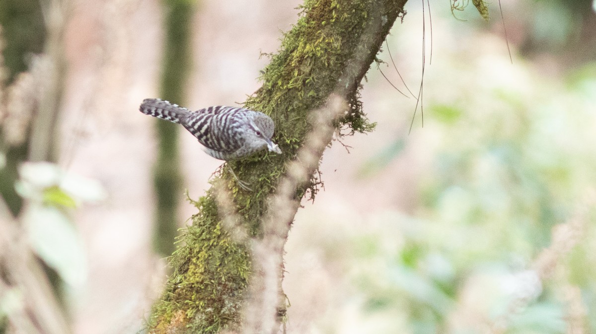 Gray-barred Wren - ML147337971