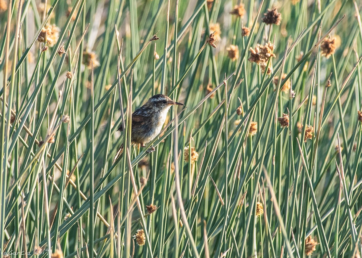 Wren-like Rushbird - ML147340931