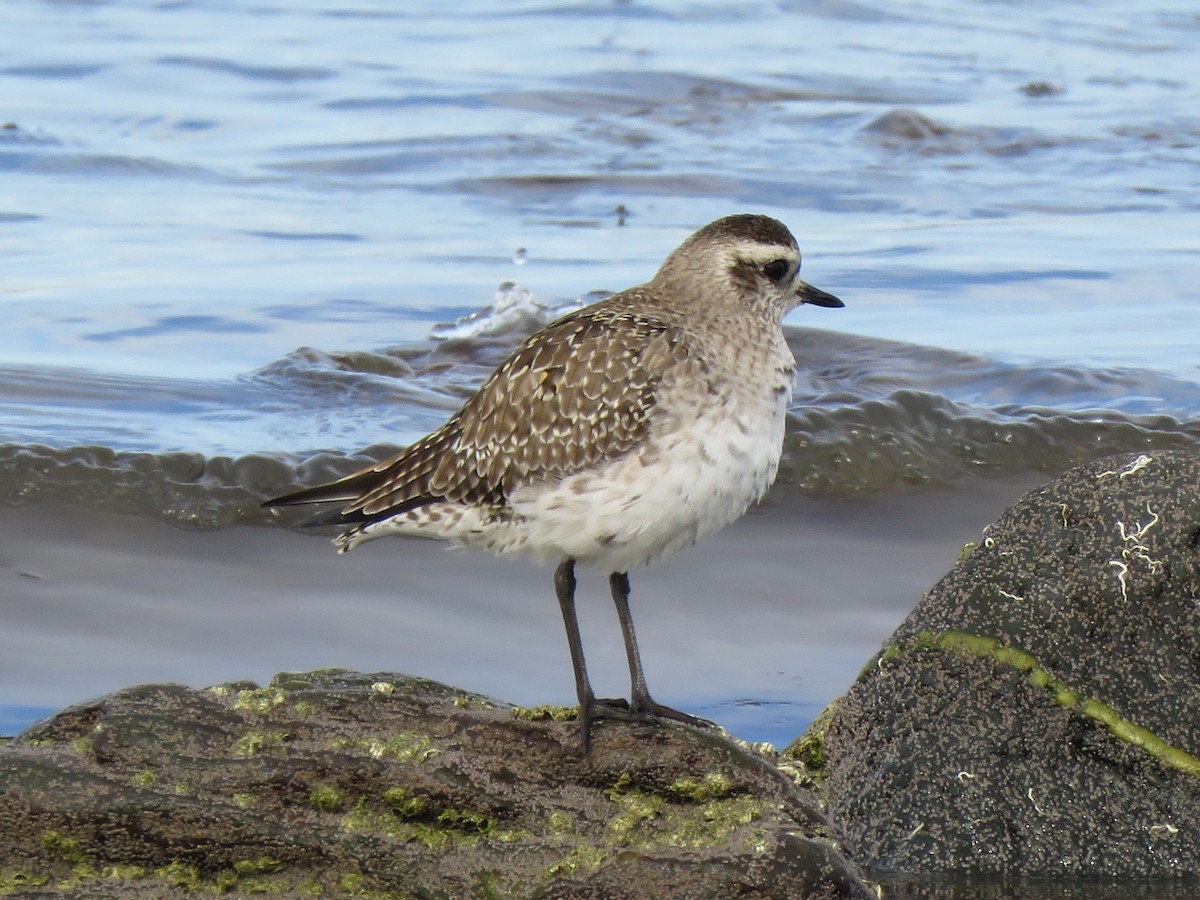 American Golden-Plover - ML147341061