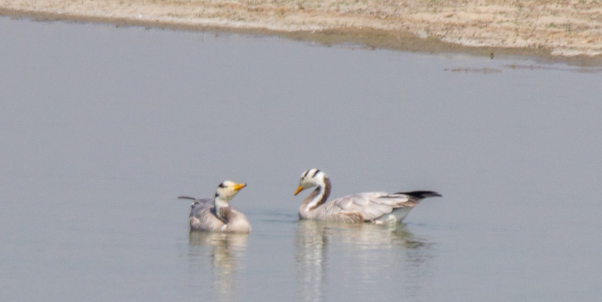 Bar-headed Goose - ML147341171