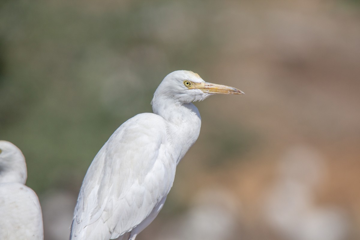 Medium Egret - ML147341281