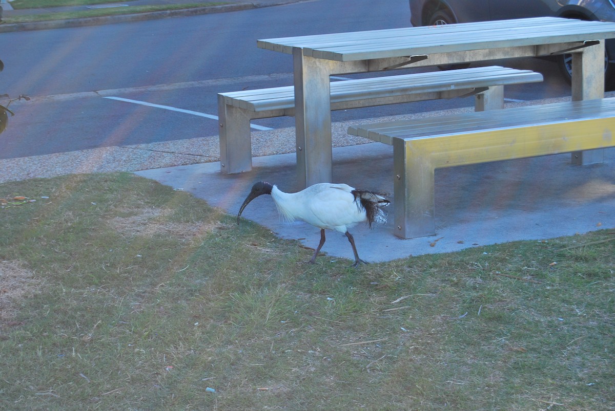 Australian Ibis - ML147344241