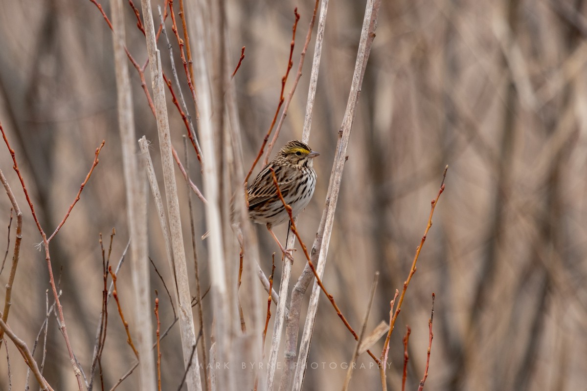 Savannah Sparrow - ML147345001