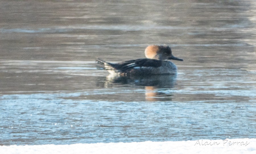 Hooded Merganser - ML147345381