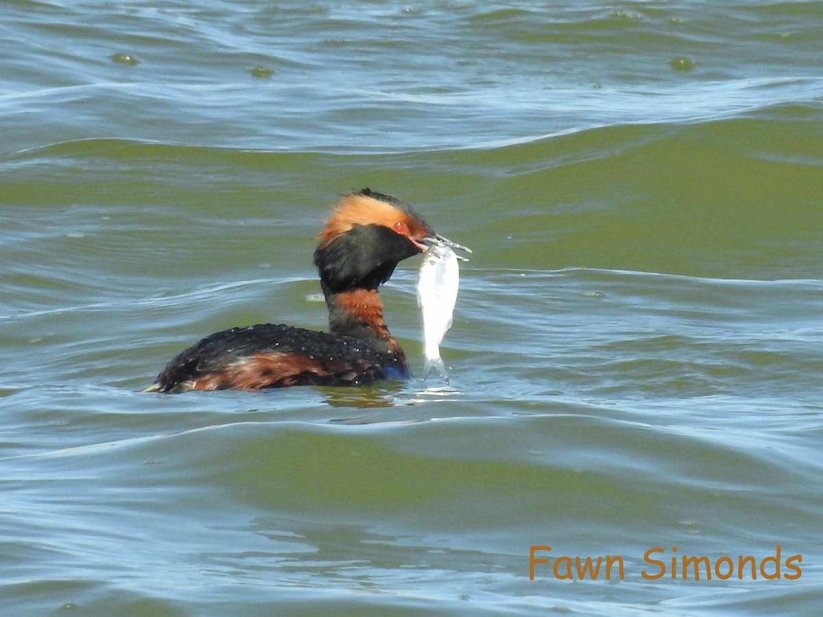 Horned Grebe - Fawn Simonds