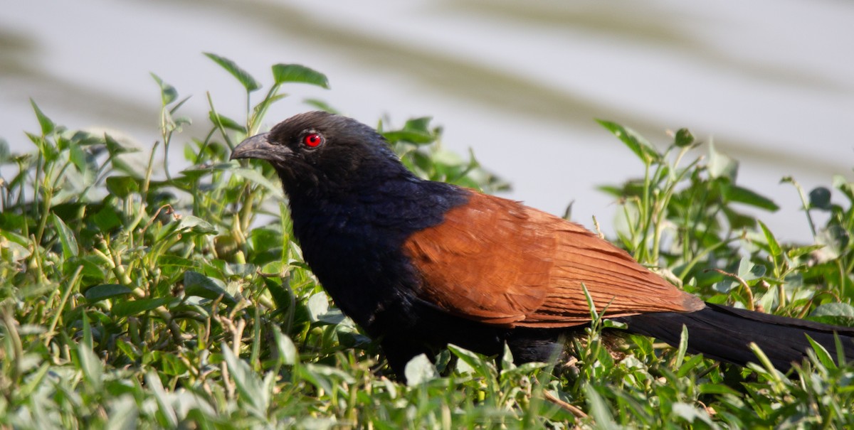 Greater Coucal - Mukul Aggarwal