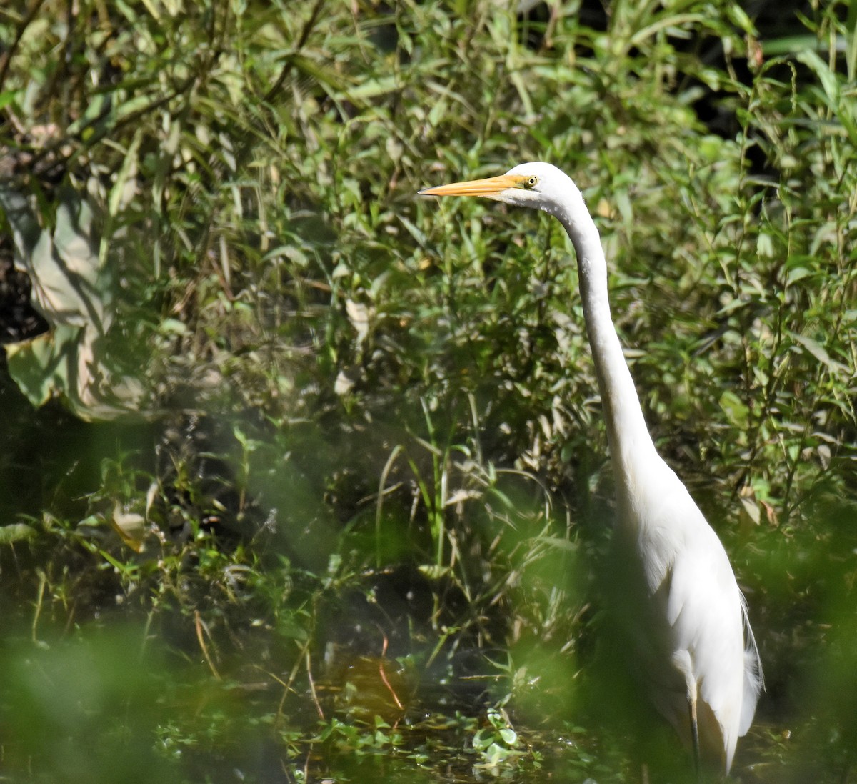 Great Egret - ML147348941