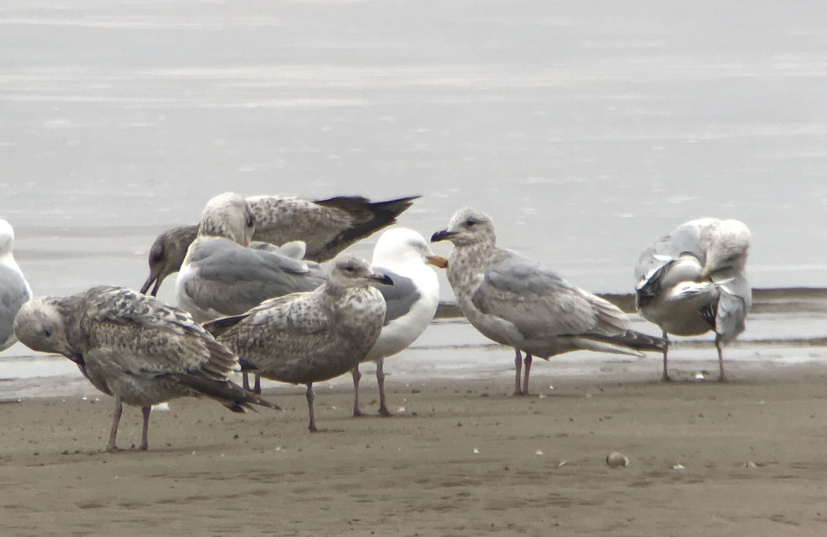 Gaviota Groenlandesa (thayeri) - ML147349151