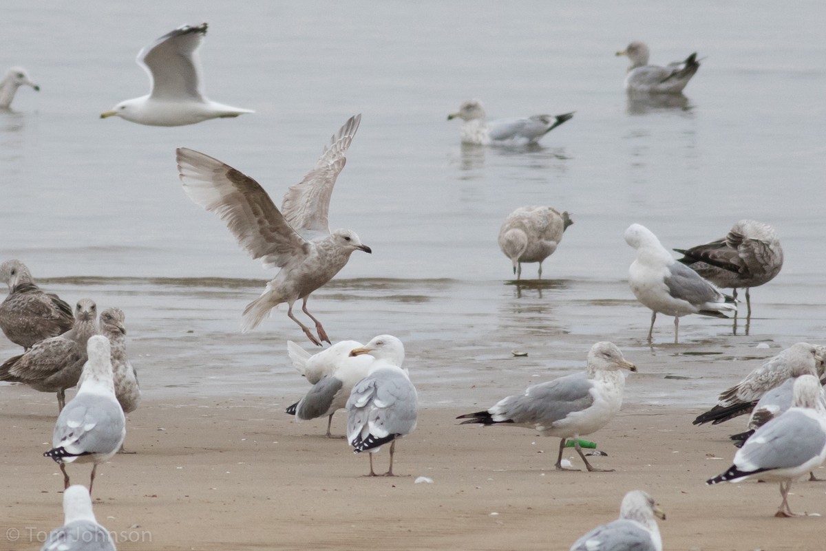 Gaviota Groenlandesa (thayeri) - ML147349171