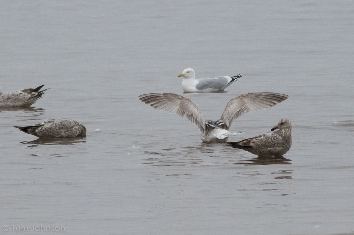 Gaviota Groenlandesa (thayeri) - ML147349181