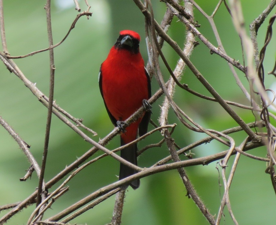 White-winged Tanager - Maryury  Gomez