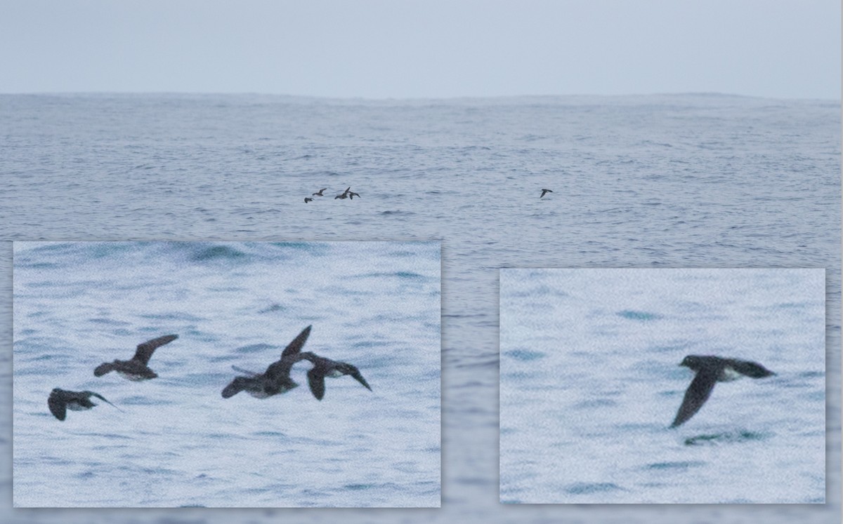 Parakeet Auklet - Joachim Bertrands | Ornis Birding Expeditions