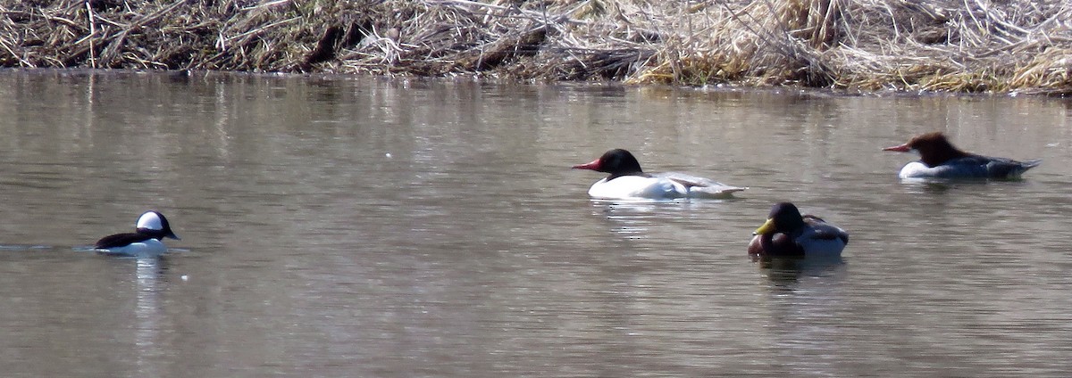 Bufflehead - Catherine Hagen