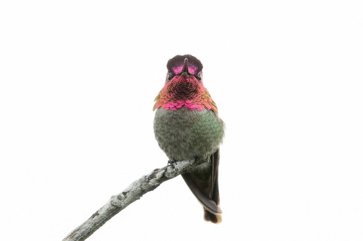 Anna's Hummingbird - ML147351301