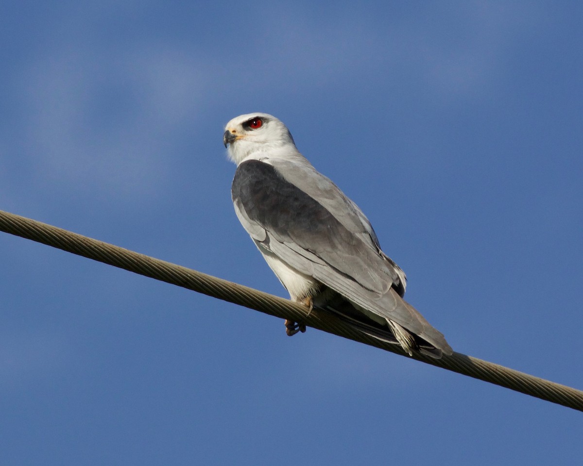 Black-winged Kite - Liam Ragan