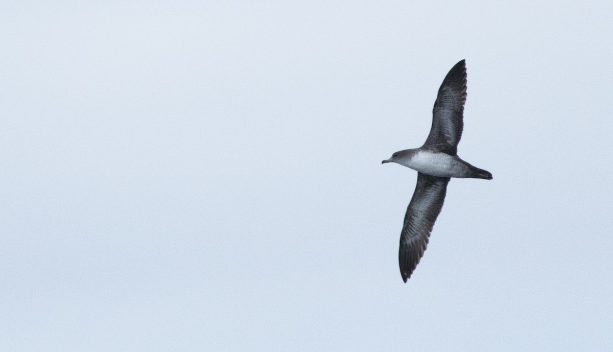 Pink-footed Shearwater - ML147352381