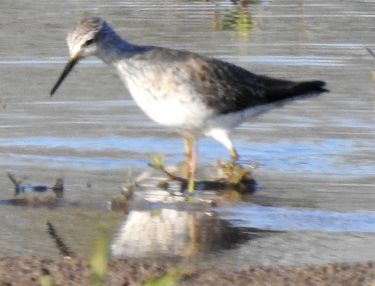 Lesser Yellowlegs - ML147354171