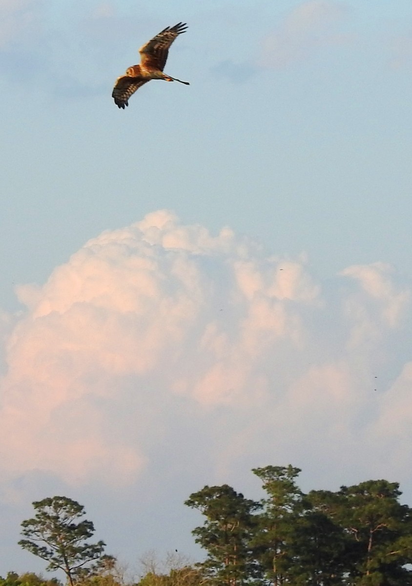 Northern Harrier - ML147354461