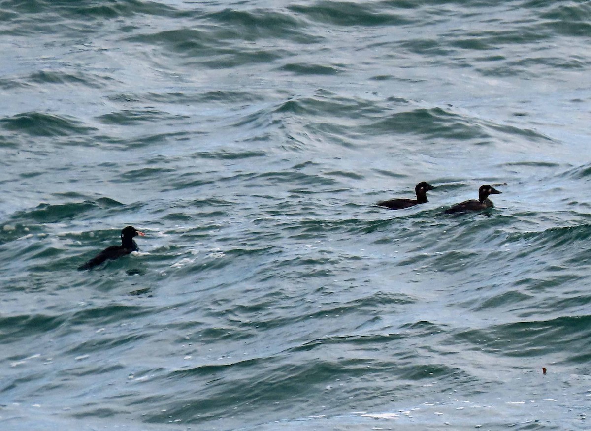 Surf Scoter - ML147354591