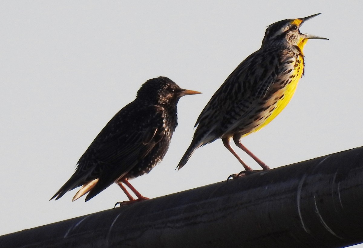 Eastern Meadowlark - ML147354691