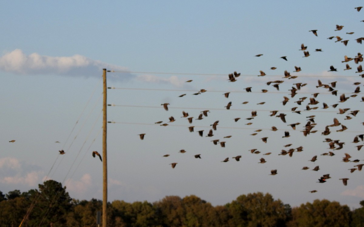 Red-winged Blackbird - ML147354781