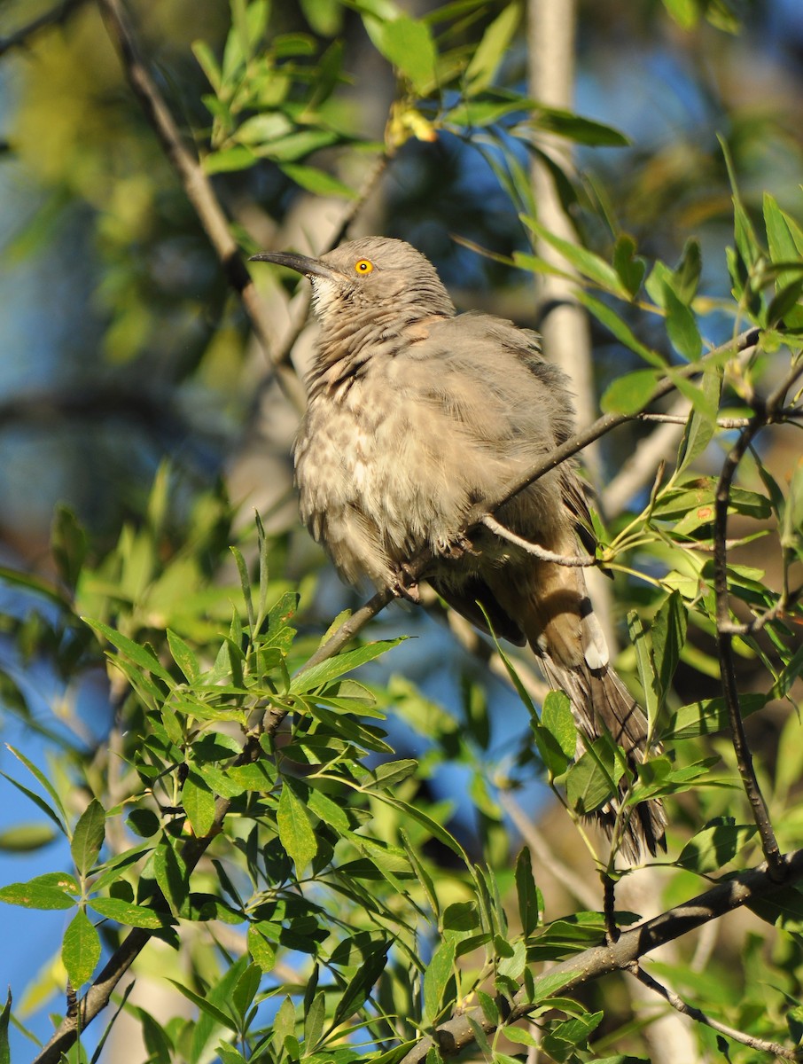 Curve-billed Thrasher - ML147355331