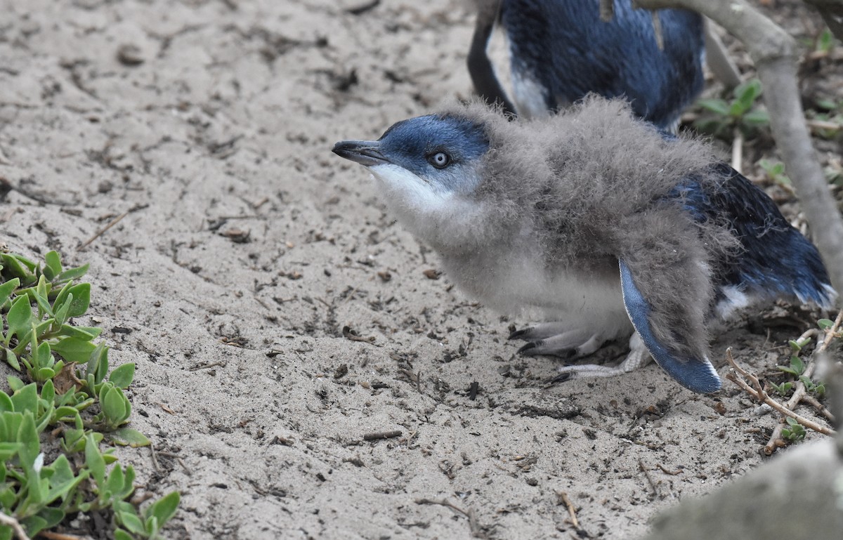 Little Penguin - ML147358201